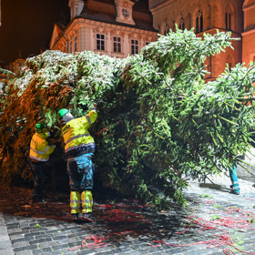 Na Staromáku je stromeček.