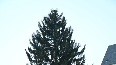 FOTO: Majestátní vánoční strom.