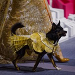 Šanghajský psí fashion week ukázal, že móda není jen pro lidi.