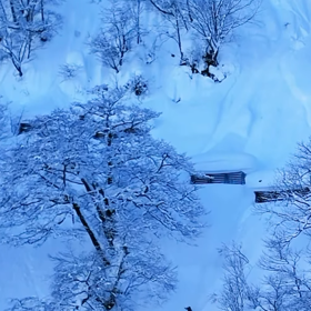 Šárka Pančochová jela mezi stromy, kde ji zastihla lavina. 