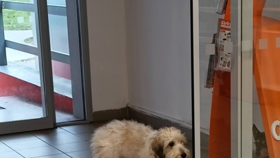 FOTO: Napadený pes.