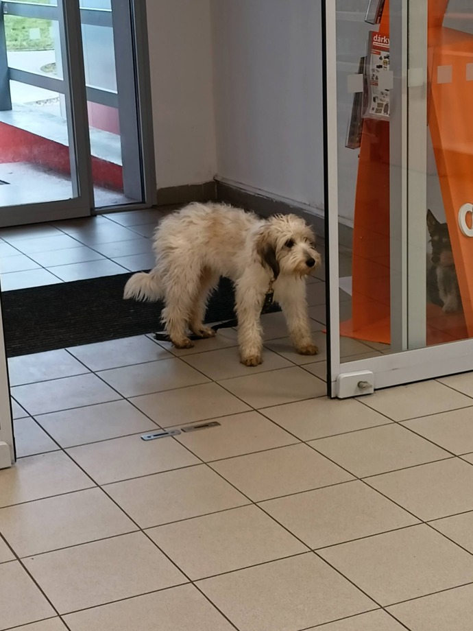 FOTO: Napadený pes. – stránka 2