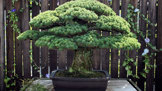 Tato bonsaj je opravdovou žijící legendou.