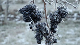 Zmrzlé hrozny a výroba ledového vína patří k náročným záležitostem.
