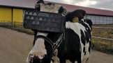 Pastva pro oči: Ruské krávy nosí 3D brýle, aby produkovaly více mléka
