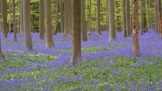 Modrý les, Belgie