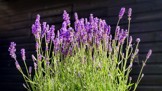 levandule