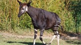 Hvězdy českých zoo: Okapi, jediný savec, který si dokáže olíznout vlastní ucho