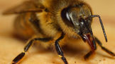 Vědci vytvořili žebříček bolesti bodnutí hmyzem: Od včely je to jako kousnutí milence, vosy papírové připomínají lávu