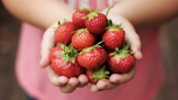 Sezona jahod je tady: Obsahují spoustu vitamínů, minerálů, působí proti rakovině a báječně chutnají