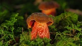 Pozor na jedovaté houby: Tyto lze snadno zaměnit za jedlé, následky přitom mohou být fatální