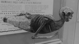 Mořská panna z Fidži: Podivné stvoření fascinovalo celou Ameriku, přitom šlo o opici sešitou s rybou