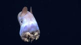 Chobotnice grimpoteuthis zaskočila vědce. Svýma „ušima“ ale nikoliv.