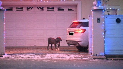 FOTO: Pejsek Karlose Vémoly.