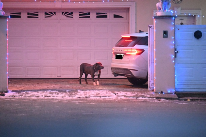 FOTO: Pejsek Karlose Vémoly. – stránka 12