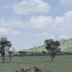 Národní park Serengeti.
