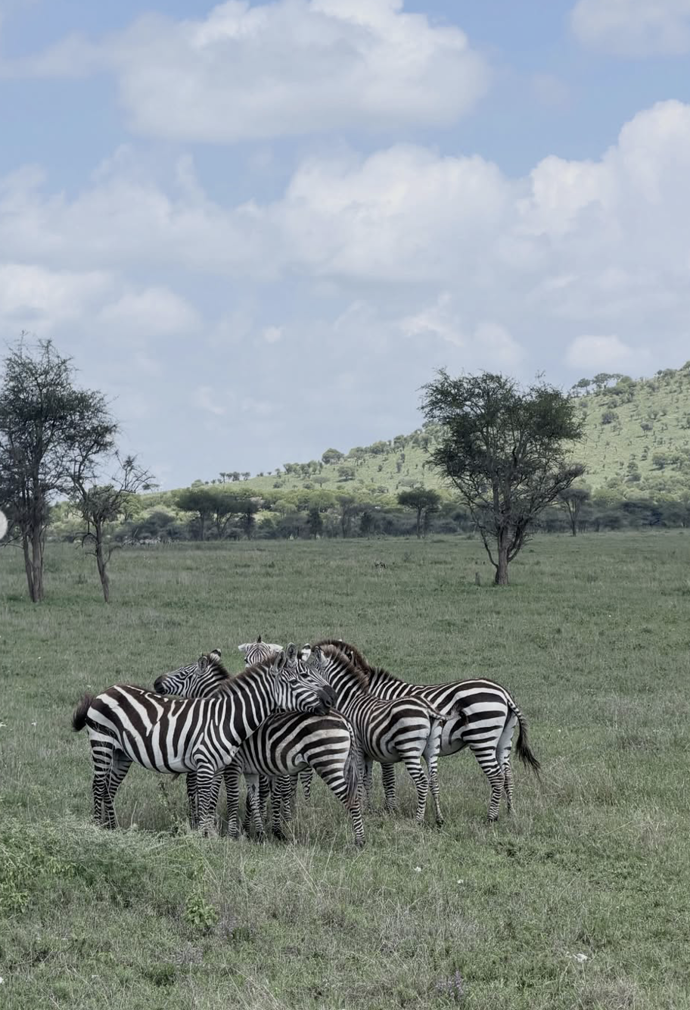 FOTO: Národní park Serengeti. – stránka 1