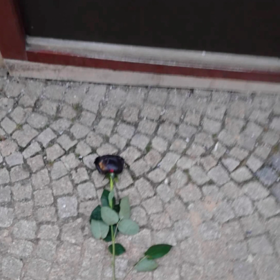 Před vchodem nechal pohřební růži.