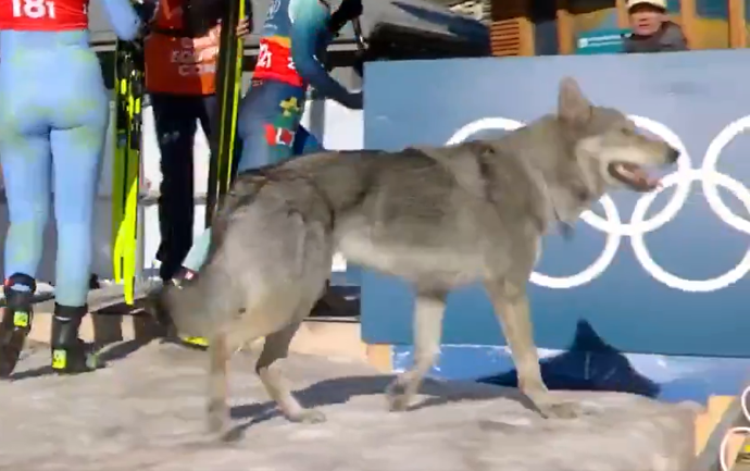 FOTO: Pes na olympiádě. – stránka 4