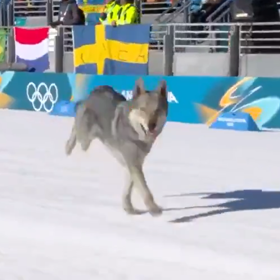 Pes Nazgul si to štrádovgal po dráze.