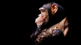 Kříženec šimpanze a člověka: O humanzee koluje spousta fám, hlavní slovo ale musí mít etika