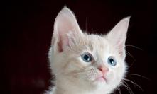 Ilustrační obrázek.