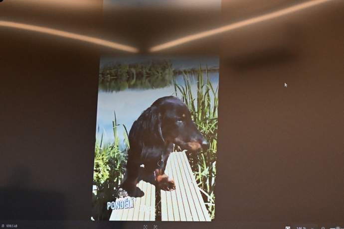 FOTO: Jezevčík byl brutálně týraný.