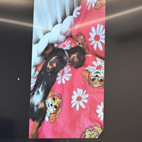 U soudu se promítaly fotografie týraného pejska. 