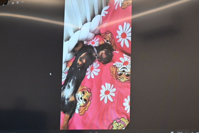 FOTO: U soudu se promítaly fotografie týraného pejska. – stránka 13