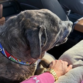 Lindsey Vonn sdílela snímky svého zesnulého psa.