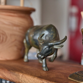 Buvola si Martina Hudečková přivezla s Jurajem Herzem z Thajska