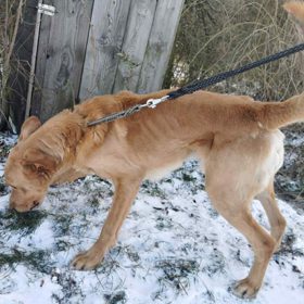 Jeden ze psů v útulku Bouchalka.