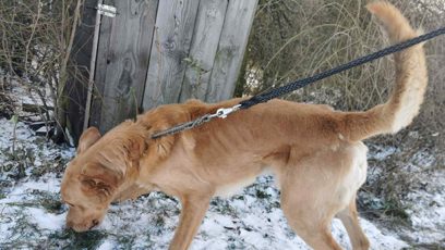 FOTO: Jeden ze psů v útulku Bouchalka.