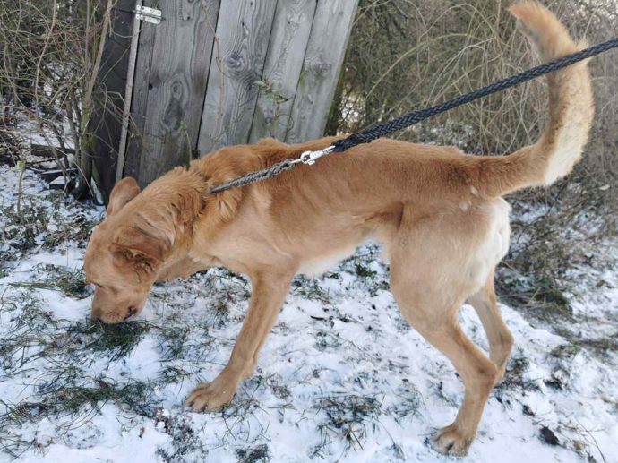 FOTO: Jeden ze psů v útulku Bouchalka. – stránka 7