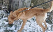 Jeden ze psů v útulku Bouchalka.