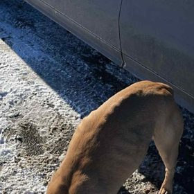 Jeden ze psů v útulku Bouchalka.