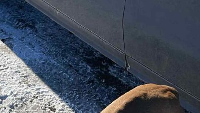 FOTO: Jeden ze psů v útulku Bouchalka.