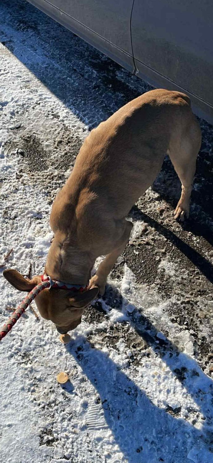 FOTO: Jeden ze psů v útulku Bouchalka. – stránka 8