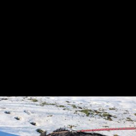 Pes z útulku Bouchalka.