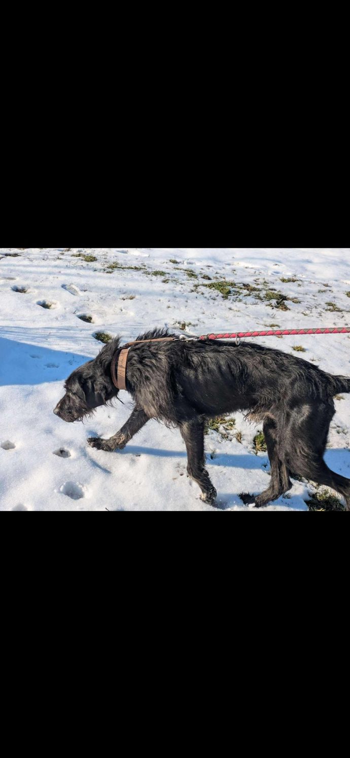 FOTO: Pes z útulku Bouchalka. – stránka 9