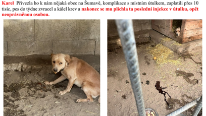 FOTO: Osud psa Karla.