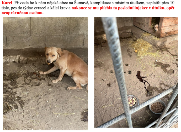 FOTO: Osud psa Karla. – stránka 3