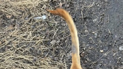 FOTO: Ke psům se v útulku Bouchala nemají chovat dobře.