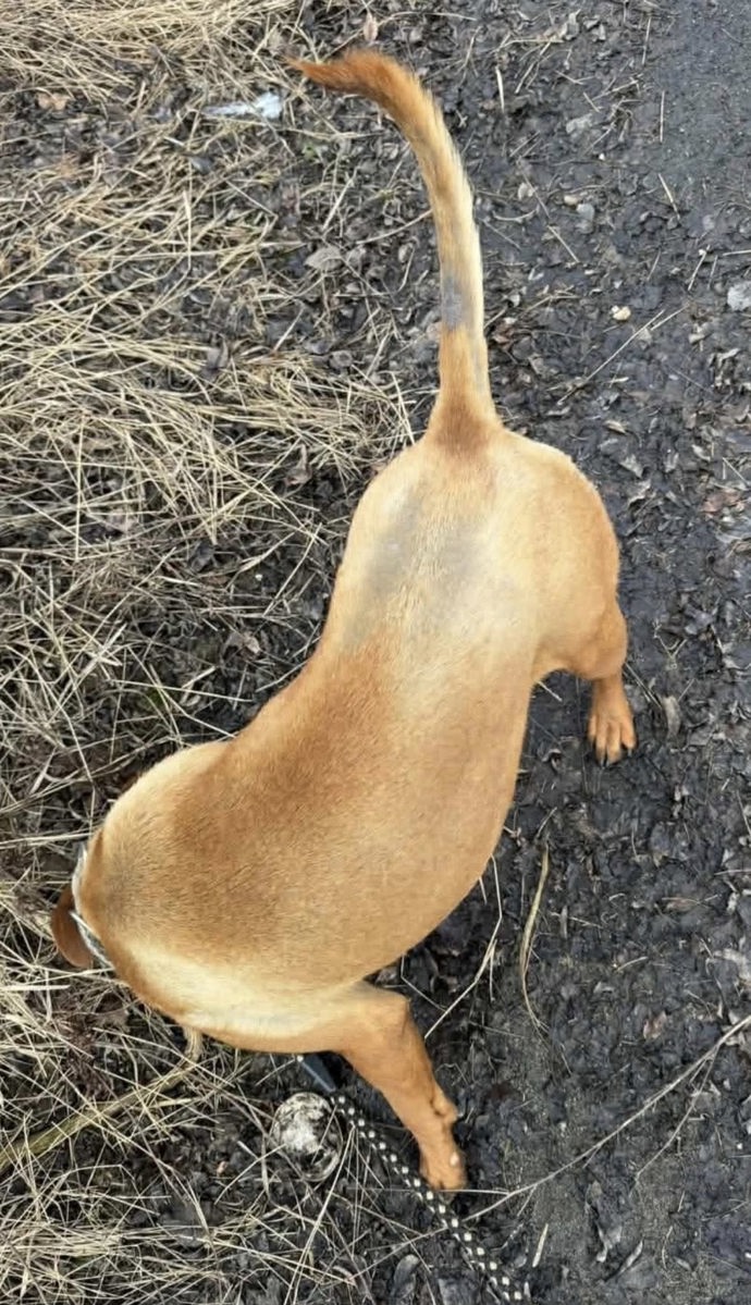FOTO: Ke psům se v útulku Bouchala nemají chovat dobře. – stránka 10