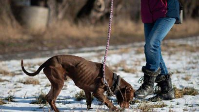 FOTO: Jeden ze psů v útulku Bouchalka.
