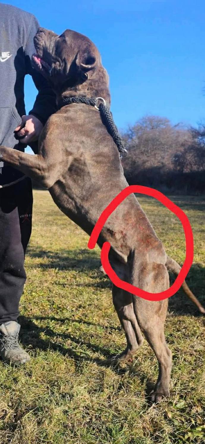 FOTO: Pes z útulku Bouchalka. – stránka 11