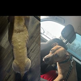 Příklad chování k jednomu ze psů.