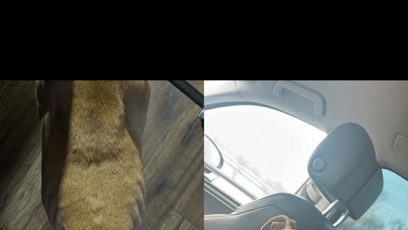 FOTO: Příklad chování k jednomu ze psů.