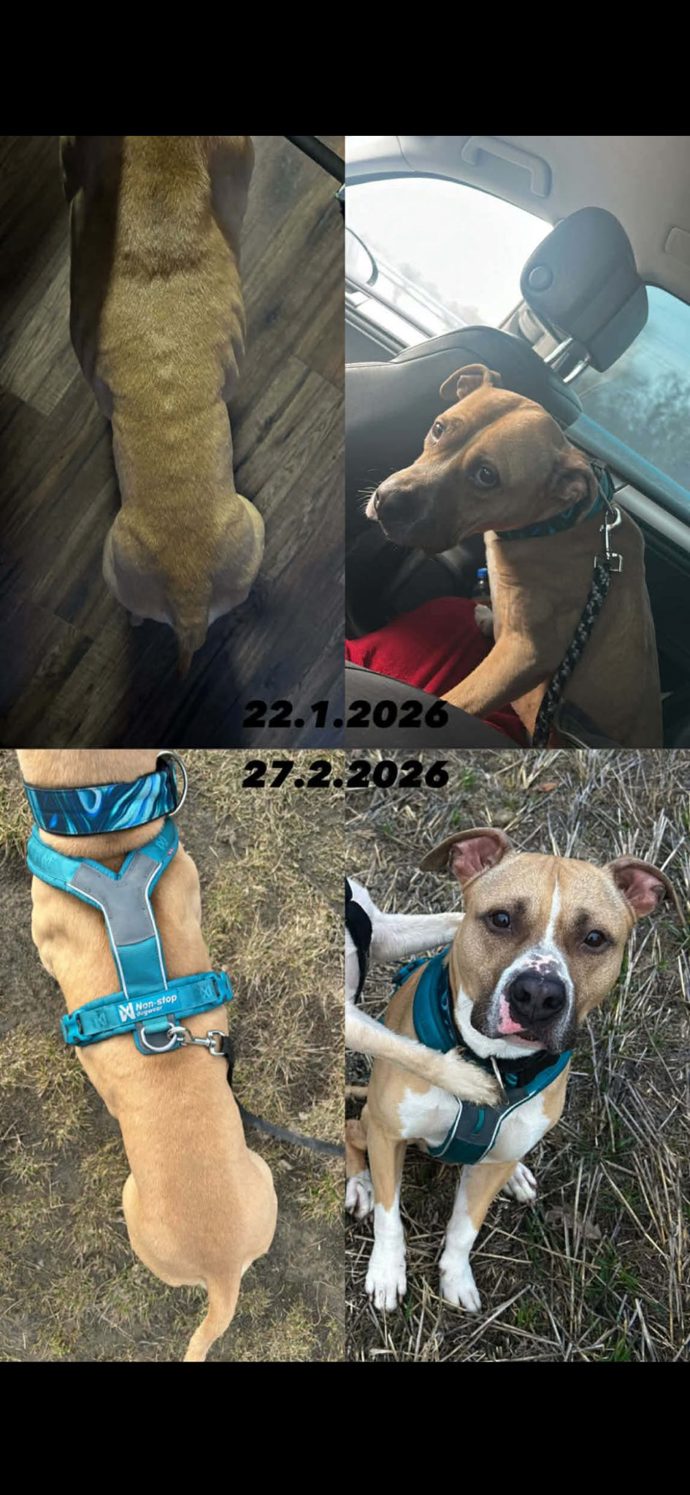 FOTO: Příklad chování k jednomu ze psů. – stránka 12