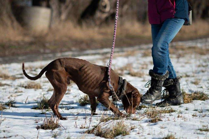FOTO: Jeden ze psů v útulku Bouchalka. – stránka 6
